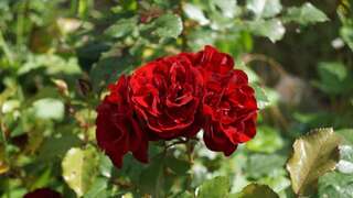 Апартаменты Veron Apartments Котор-4